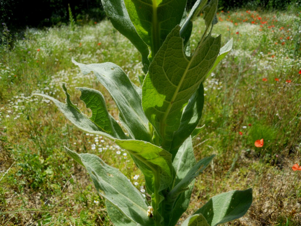 Pianta isolata - Verbascum cfr. thapsus